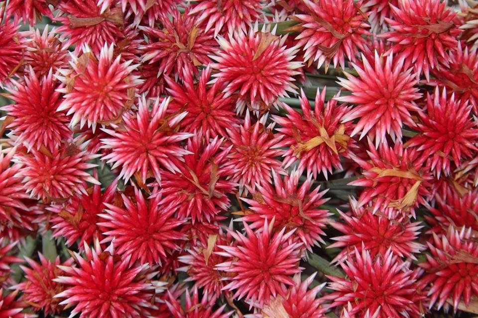 Akayú - Flor de Inírida Se conoce como “Flor de Inírida”...