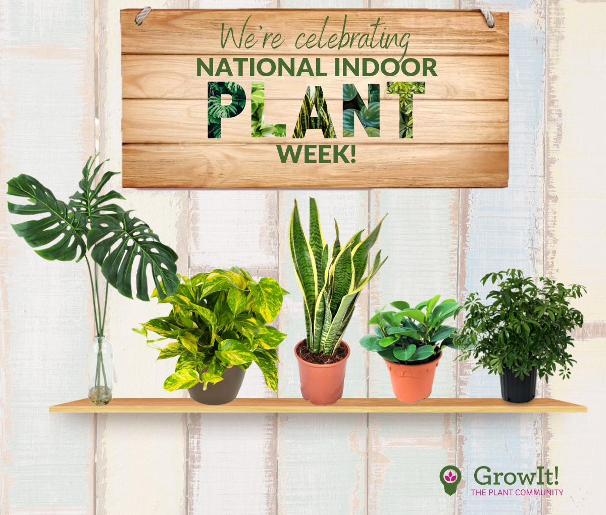 GrowIt - 🌱Happy National Indoor Plant Week! To celebrate...