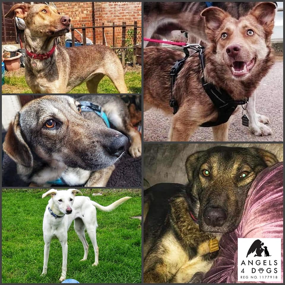 We currently... - Angels 4 Dogs Rescue Charity No: 1177918 | Facebook