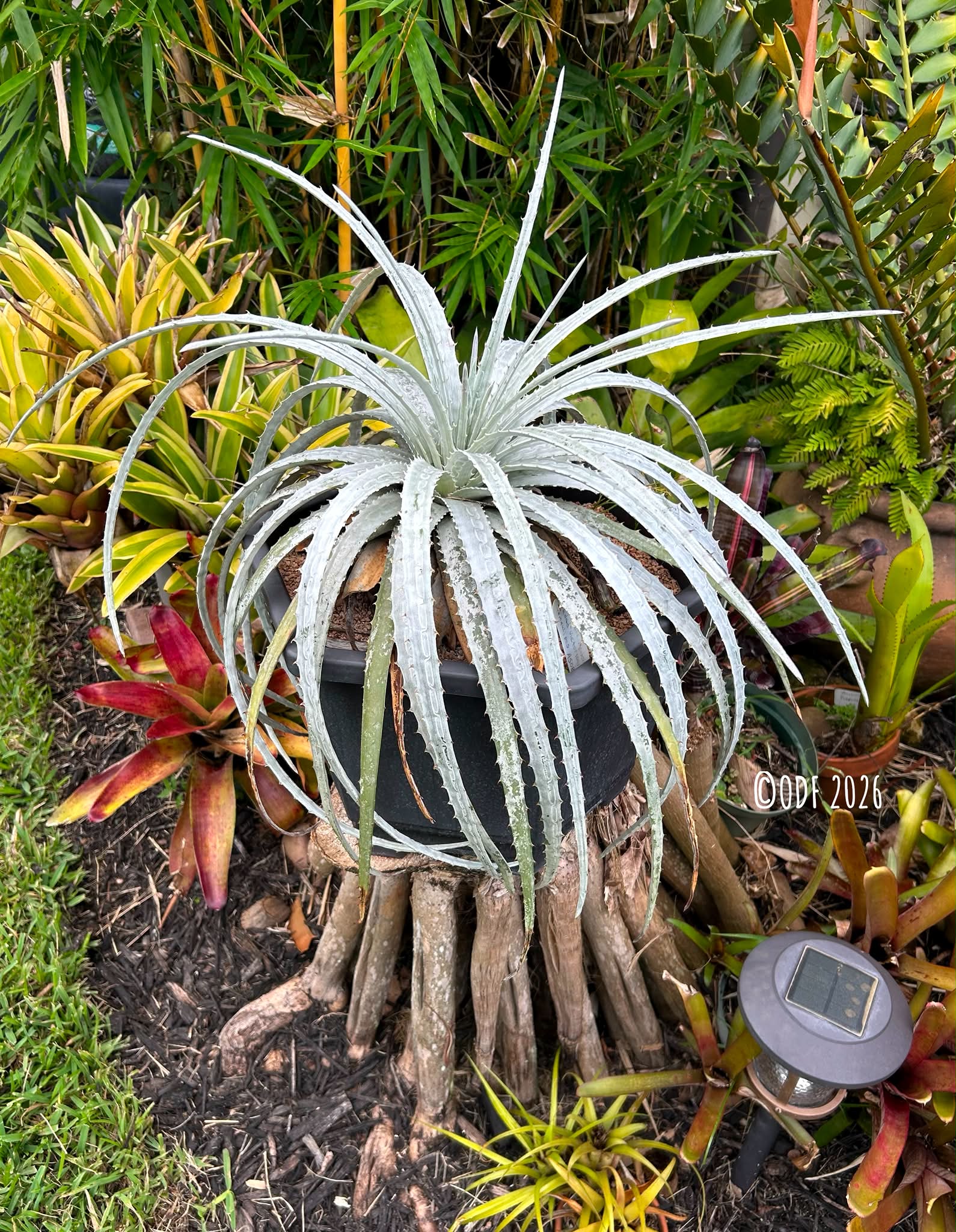 tillandsia brealitoensis🔮