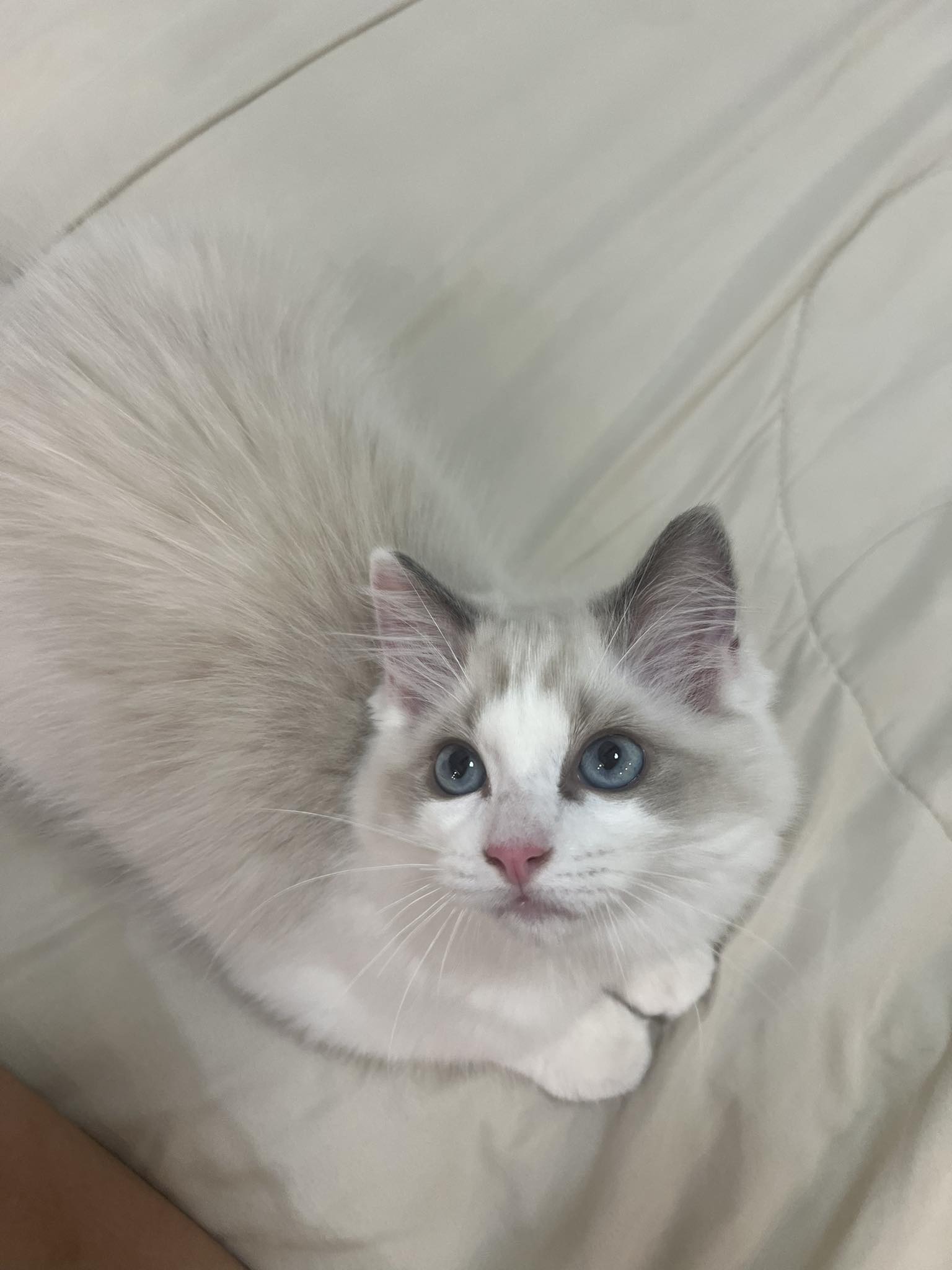 My First Ragdoll | Hi everyone, I recently brought home my 3-month-old ...
