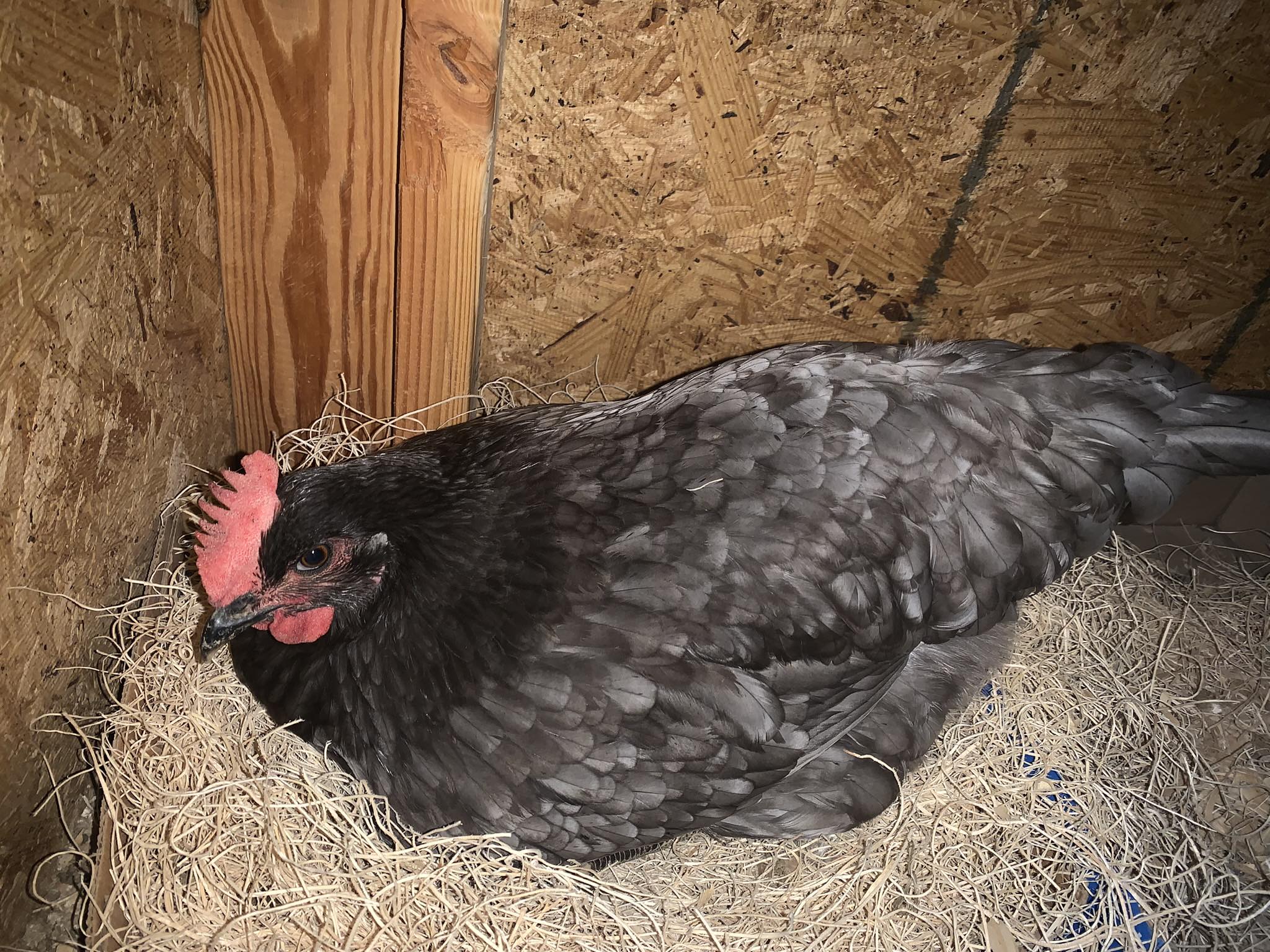 Chicken Coop Ideas & Everything Backyard Chicken | This is Riley. She ...