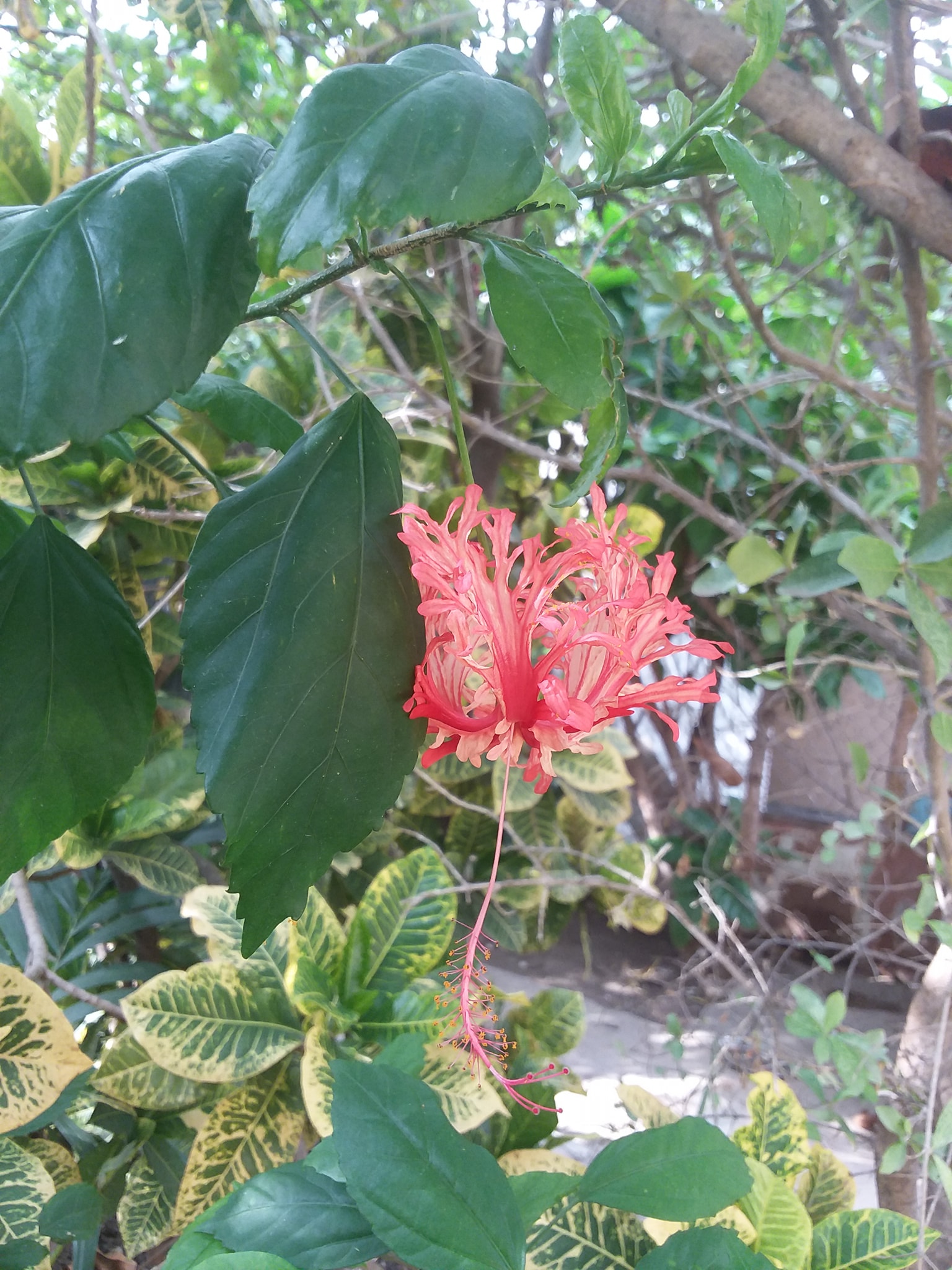 ♥️Hibiscus schizopetalus es... - Biodiversidad Azuana, R.D