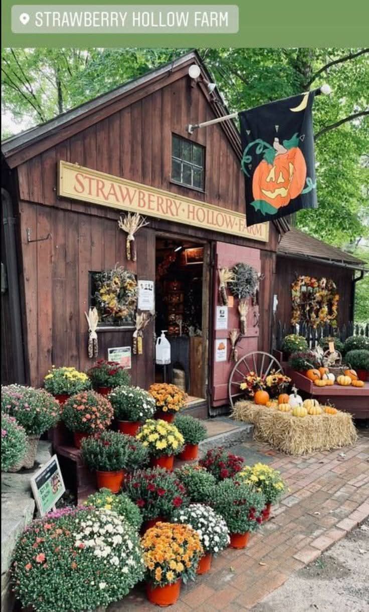 Surprising Strawberry Hollow Farm Pictures