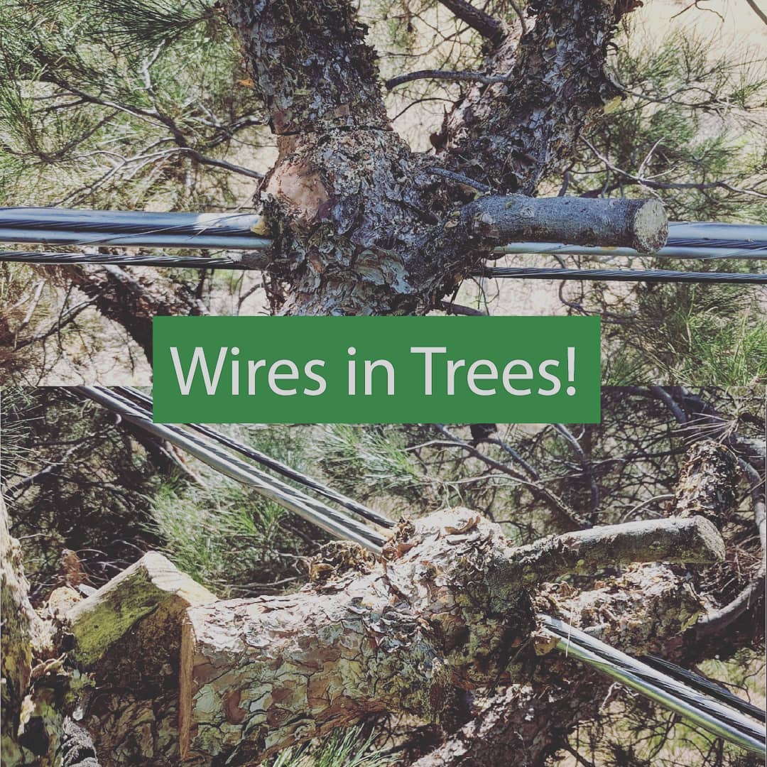 The Tree Guy - Wires in trees can be dangerous to both the...