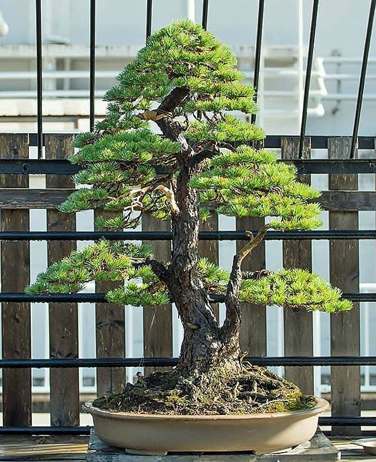 Beautiful twin trunk 💚 Japanese 5-needle pine ^-^ Fujikawa Kouka
