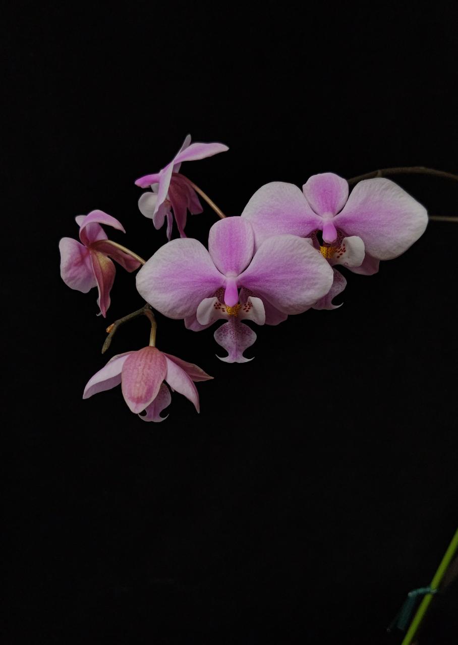 ファレノプシス シレリアナ Phal. schilleriana 皆様、2週間遅れでは