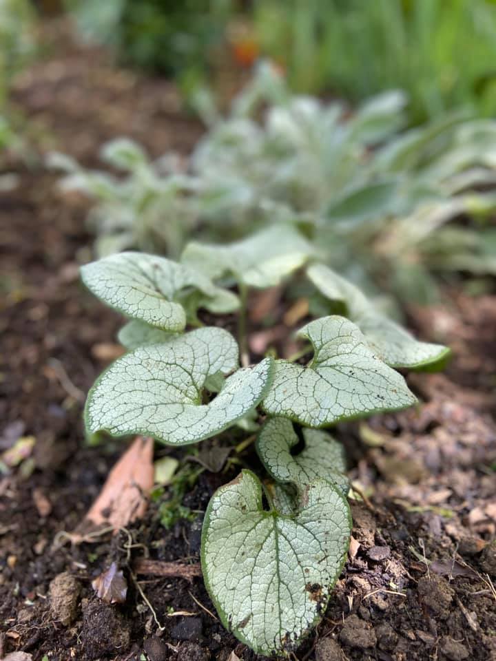 With its heart-shaped, silvery foliage and petite, springtime