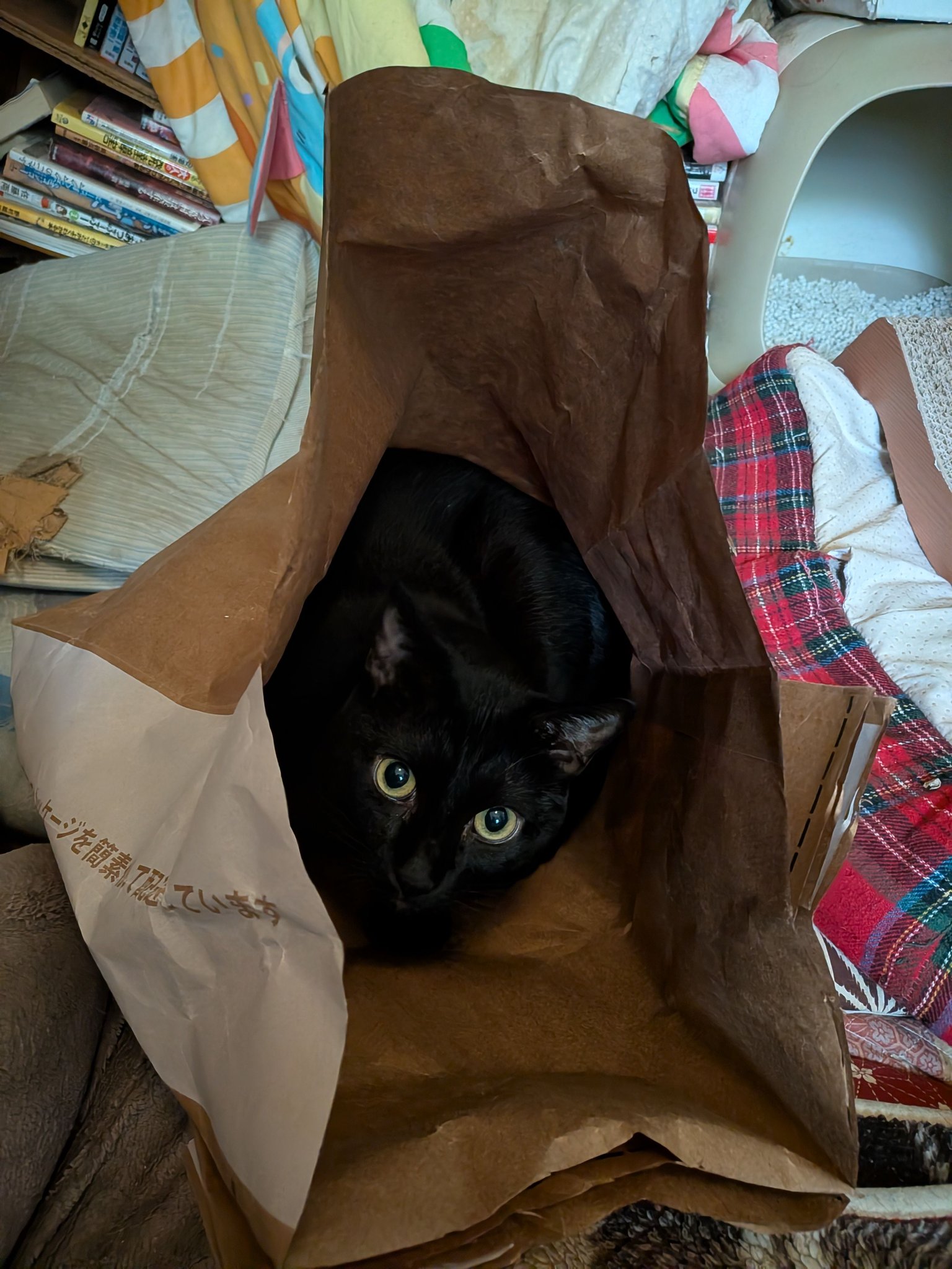 インテリア小物 瞑想ねこ 黒猫(〃ω〃) くーちゃん