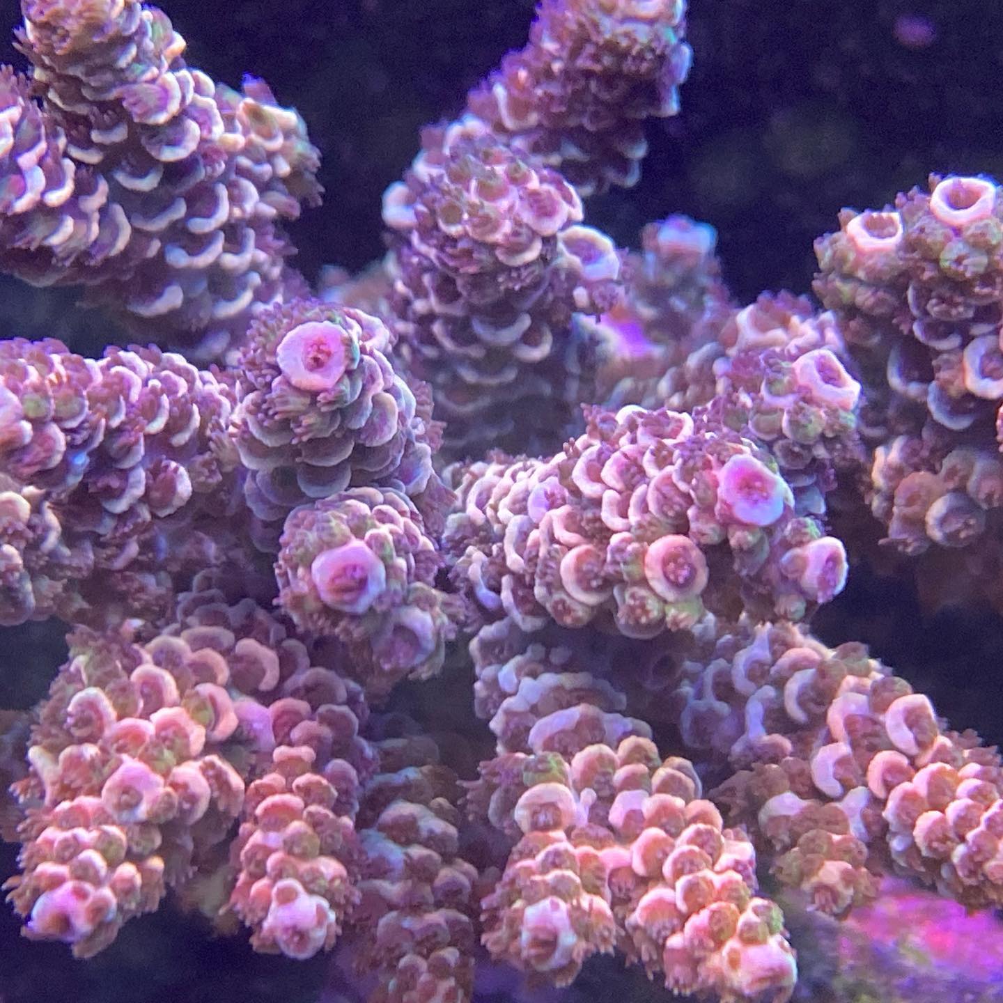 Sps Reefer - This colony wasn’t doing that great colour... | Facebook