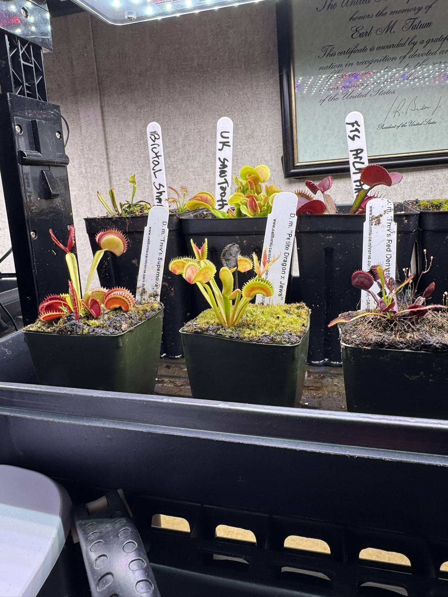 Dionaea GJ Hellcat, one of the best bred by @green.jaws