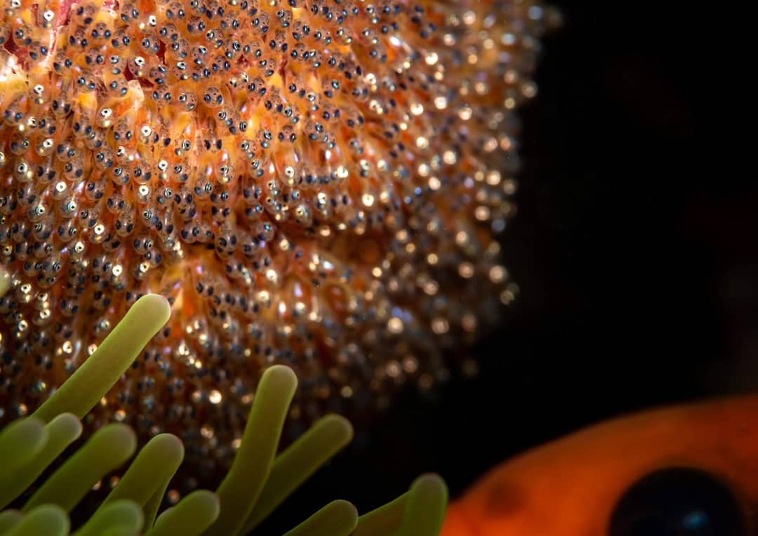 Seb The Traveler Oeufs De Poisson Clown Clownfish Eggs Clownfish Poissonclown Fish Juvenile Underwaterphoto Underwaterphotographer Underwaterphotography Underwater Eggs Nemo Destinationilesloyaute Destinationprovincesud