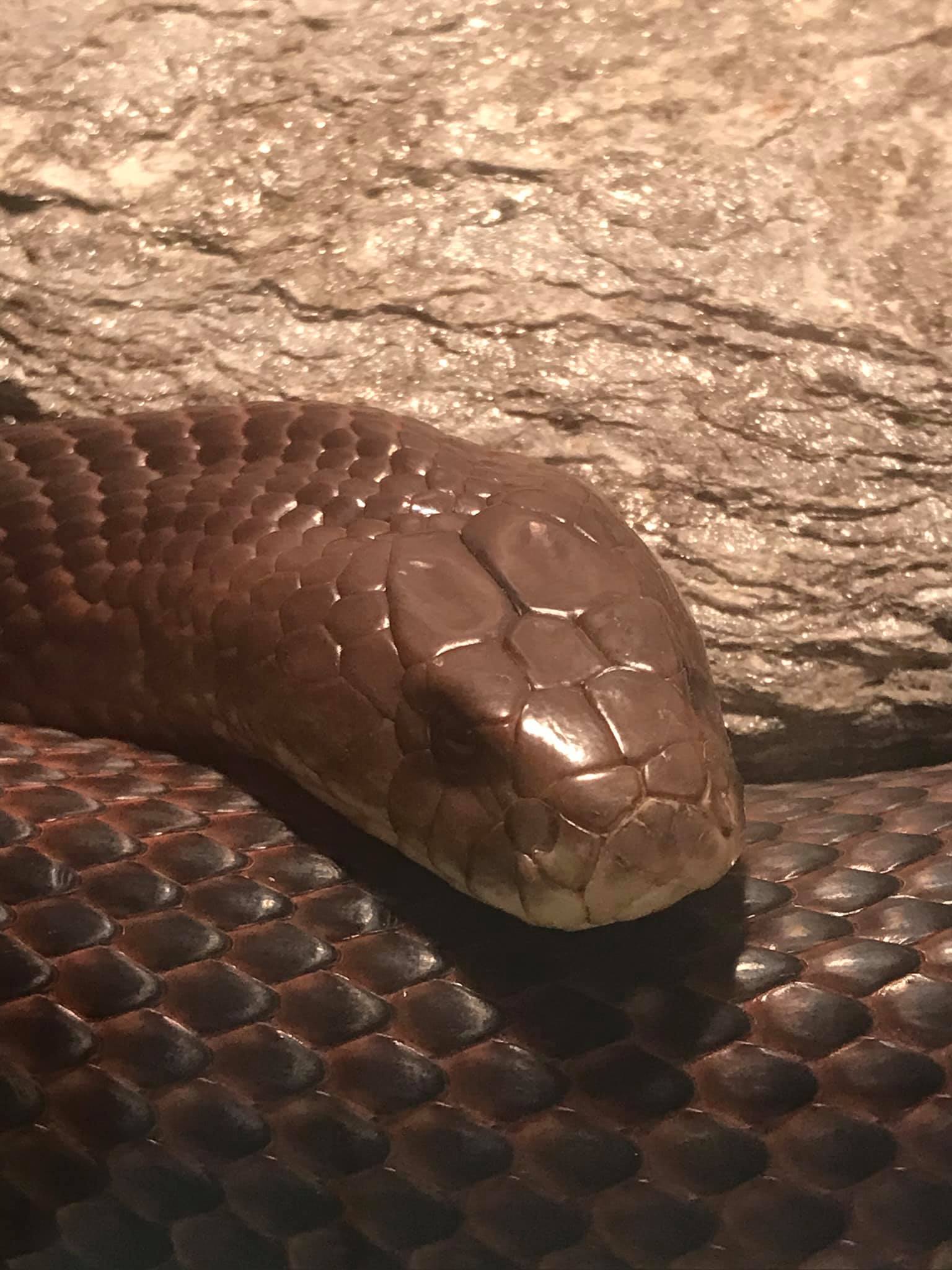 Why kill a snake when it