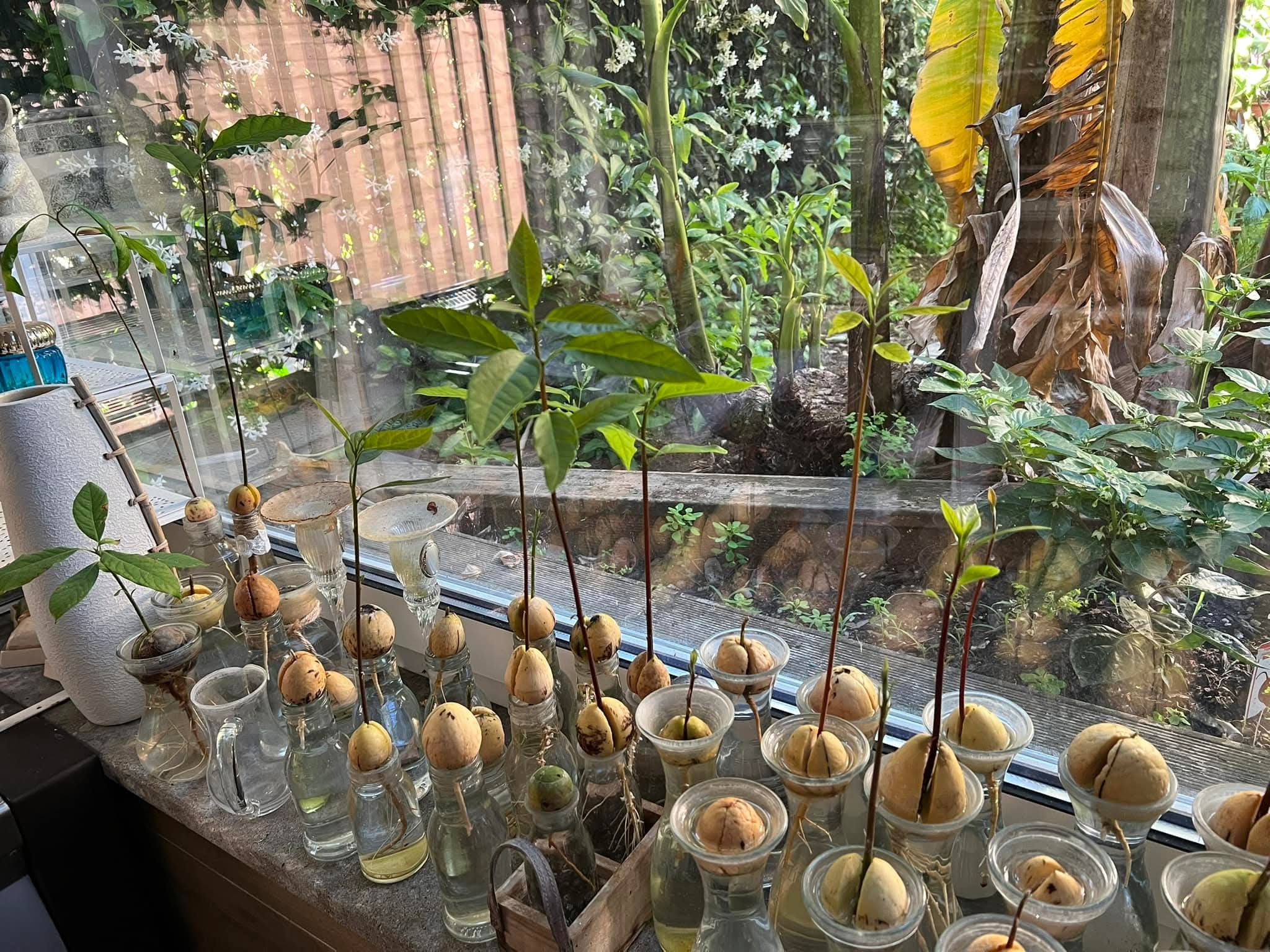 Passione Orto | …mi è presa un po’ la mano con la coltura di avocado 😆 ...
