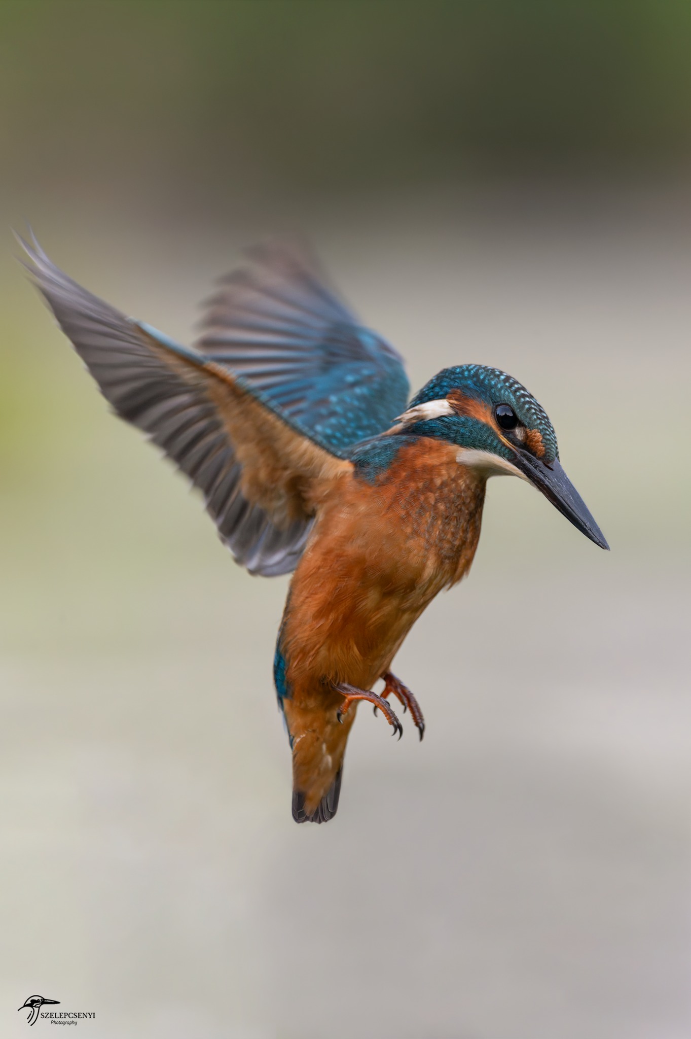 Common Kingfisher. Alcedo atthis. 📷 Nikon Z6 | Sigma 150-600C