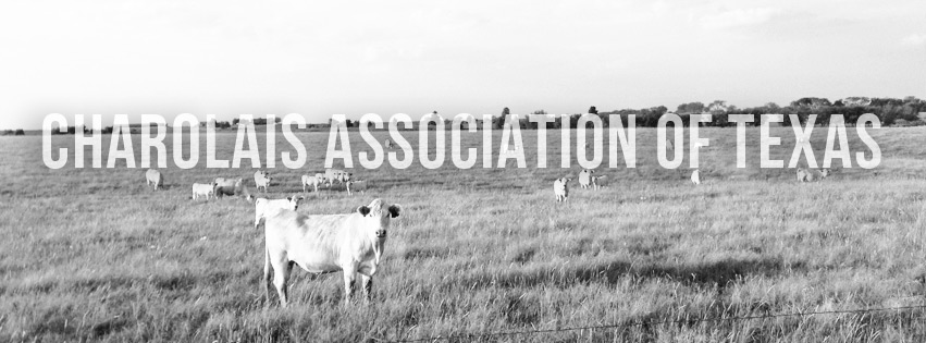 Big House Show Cattle added a new... - Big House Show Cattle
