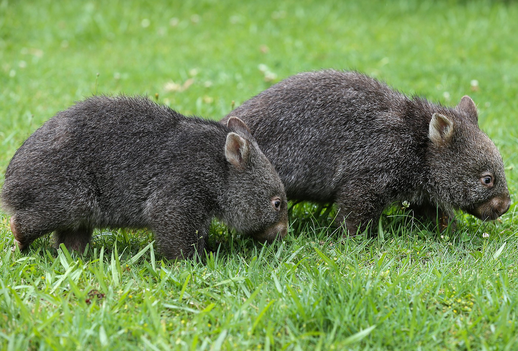 DO YOU KNOW WHAT... - Wombat Protection Society of Australia