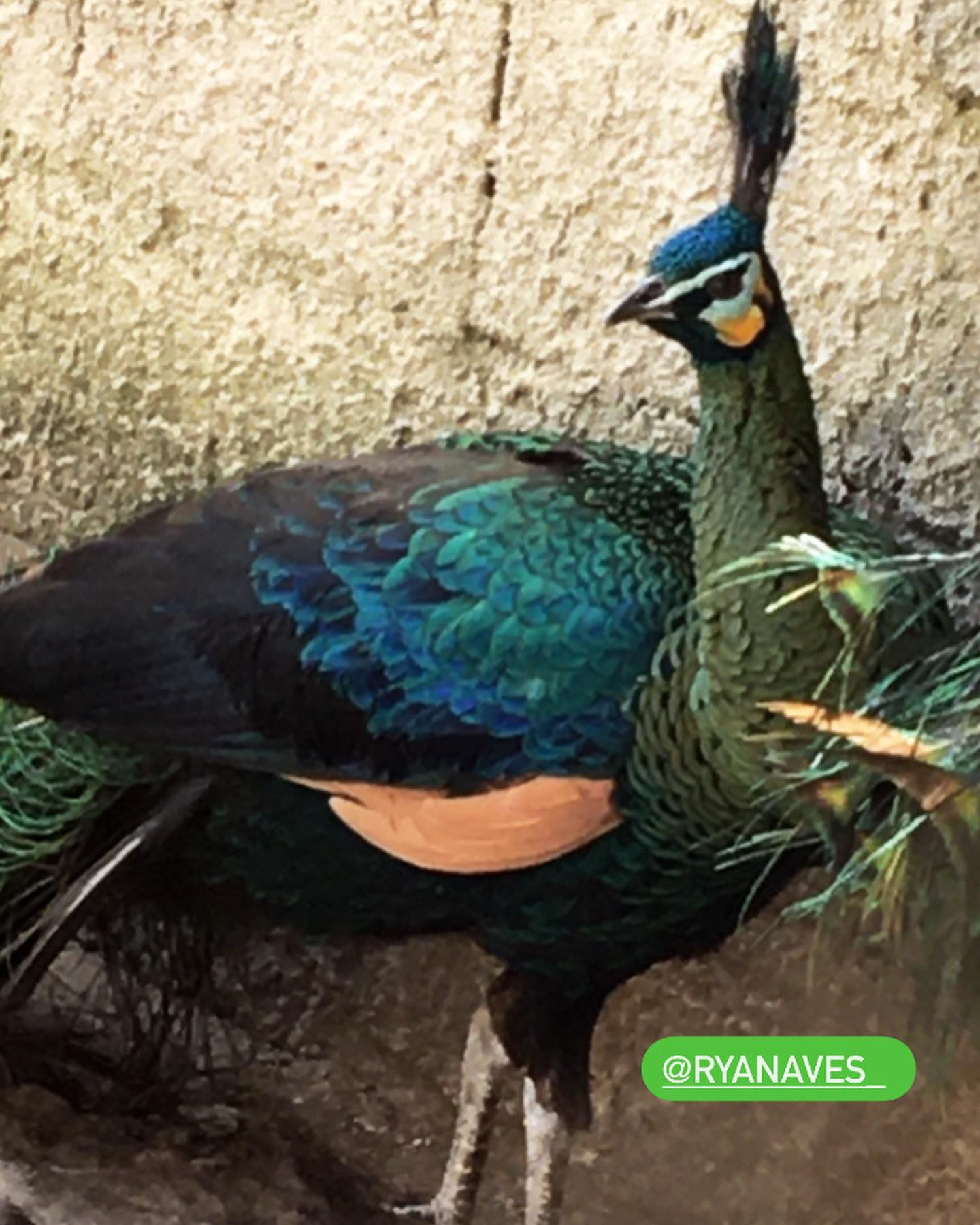 🦚 Pavão verde Java! Matrizes do... - Morada Das Aves CTG | Facebook