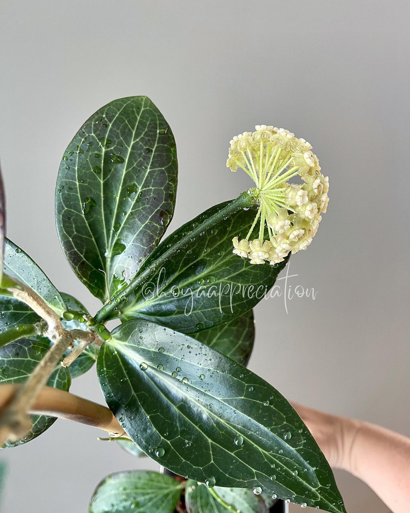 When I say Hoya sp. VL9 flowers are cute, I mean this cute 