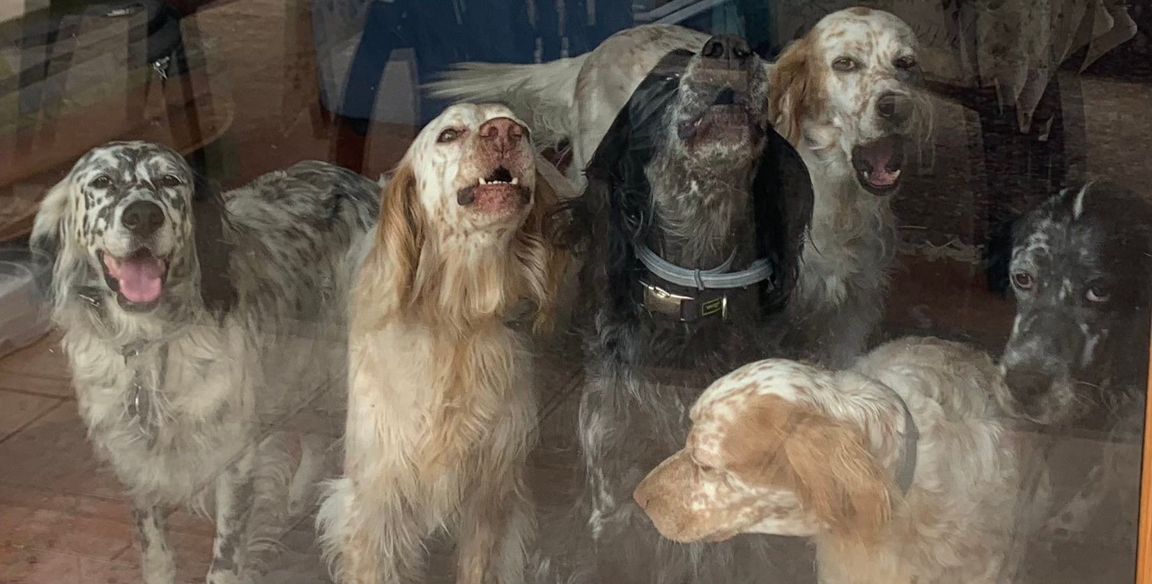 SOS Italian Setters | Facebook