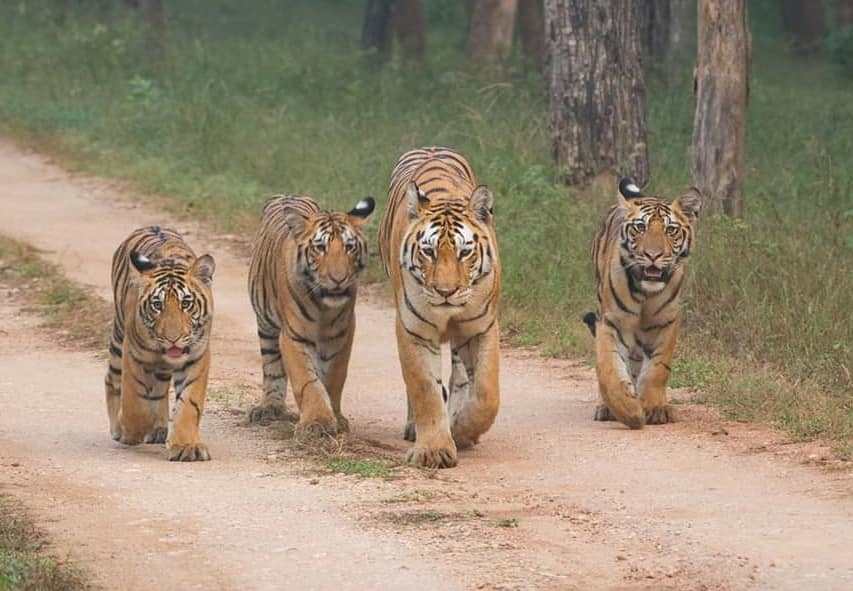 Pench is blessed with super moms.... - Kohka Wilderness Camp | Facebook