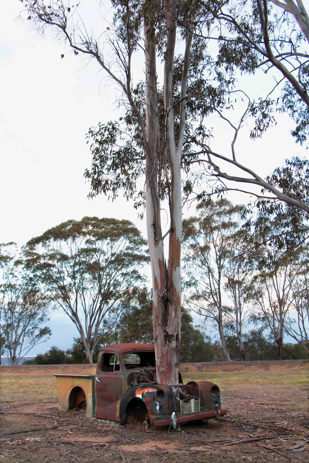 Old NSW Album | **Remembrance Driveway, Razorback**, my photo | Facebook