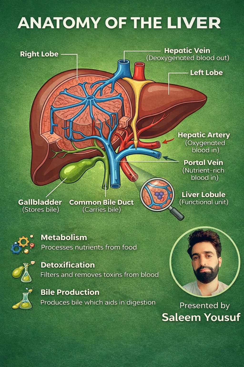 Botany world | Liver anatomy ️ | Facebook
