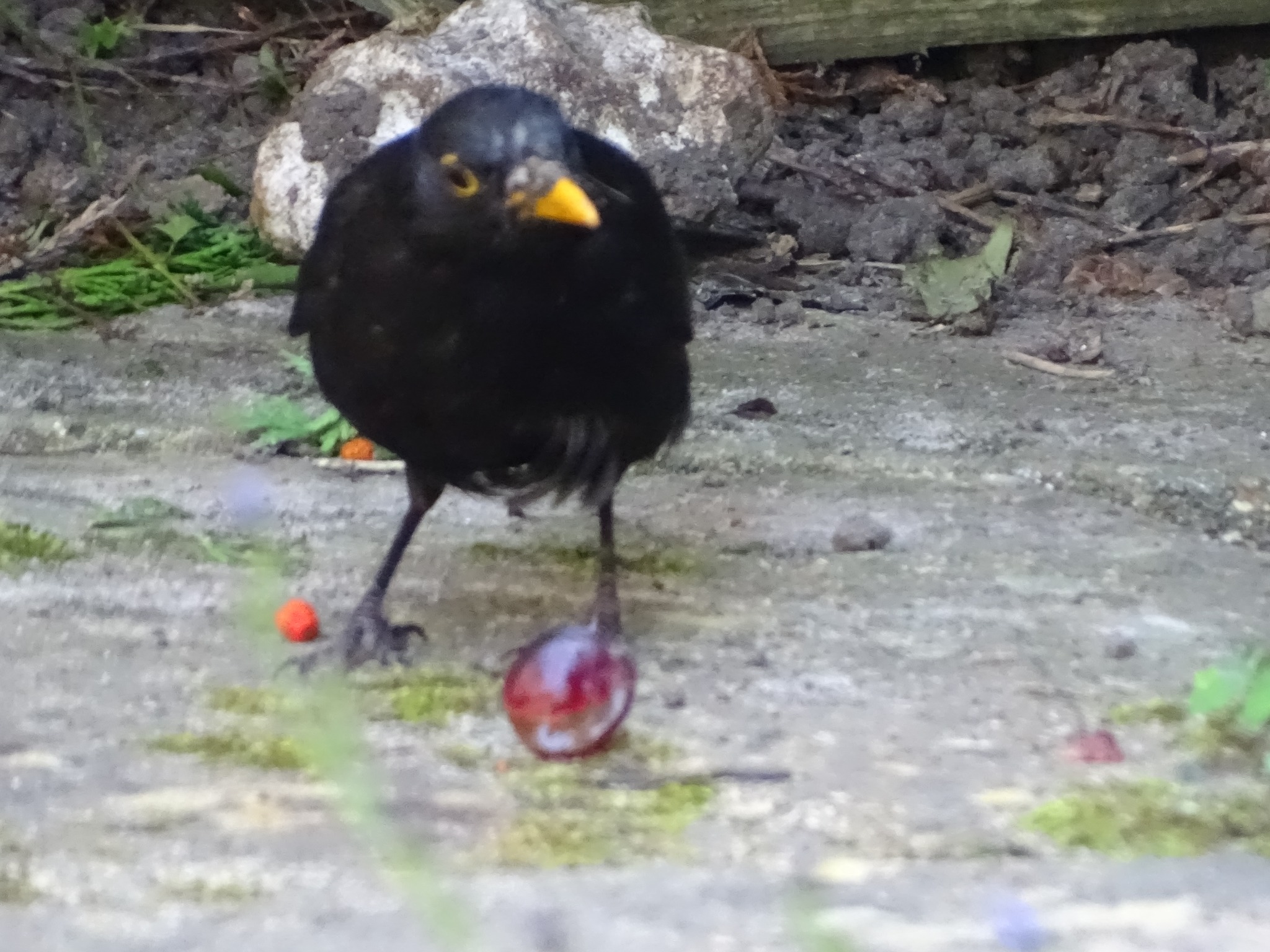 Blackbird steals grapes from garden in UK