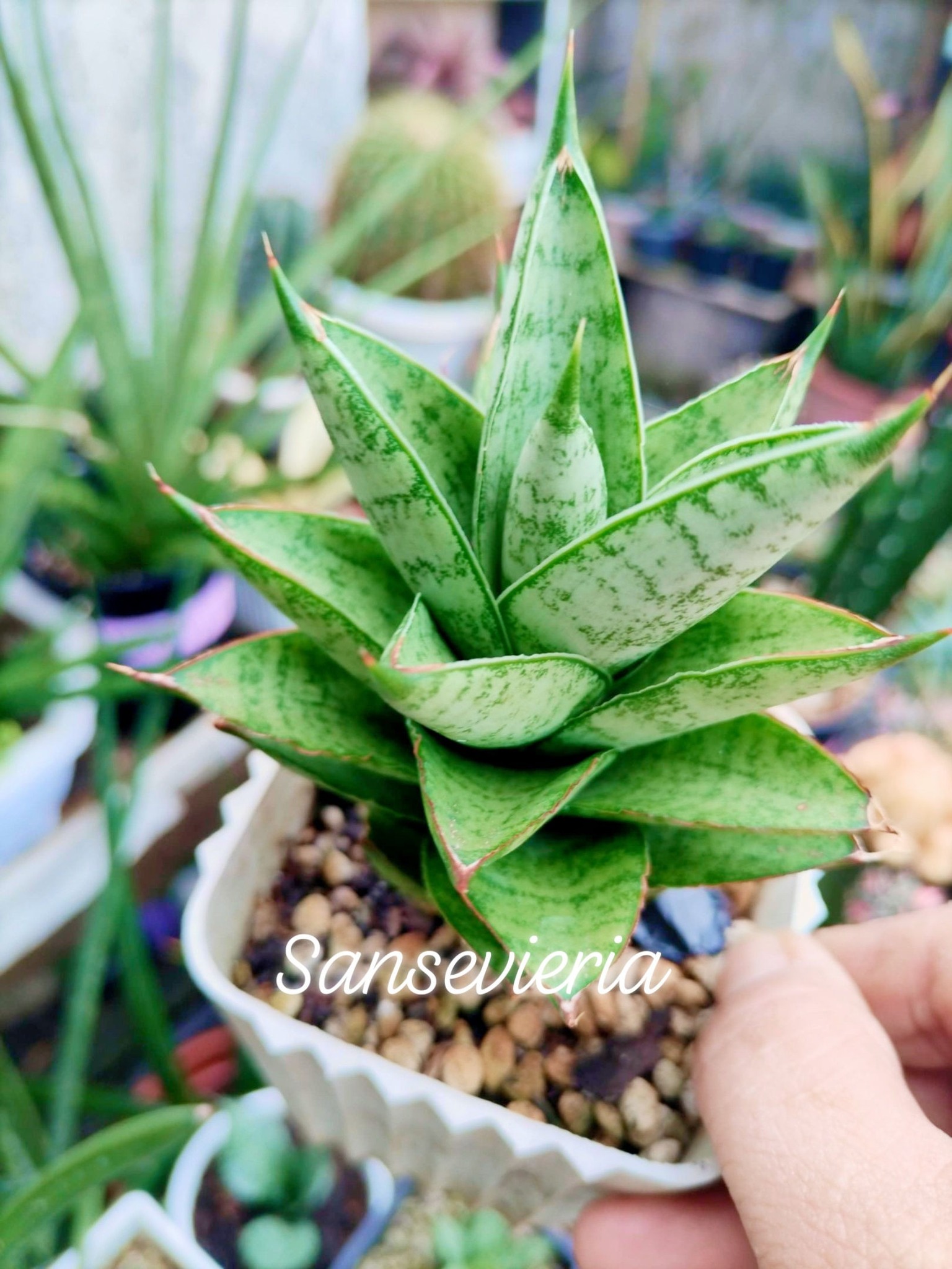 サンスベリア Sansevieria Green Ant A Sansevieria 'Green Ant '