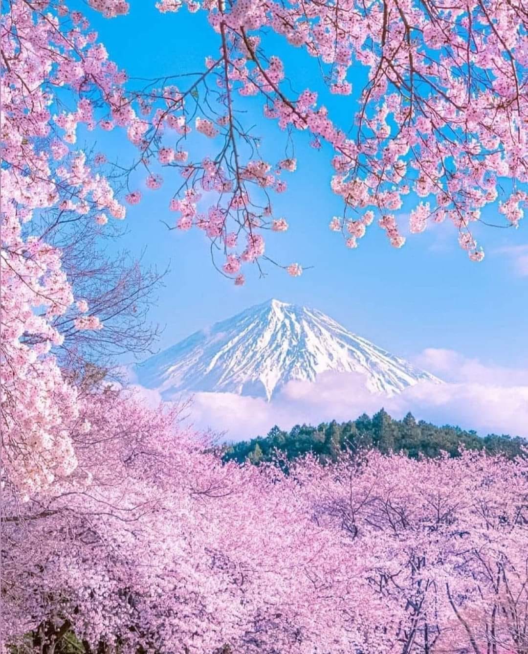 Paysage Japonais Avec Le Mont Fuji Et Le Cerisier Sakura En Fleurs Ai Illustration Traditionnel Image264720216