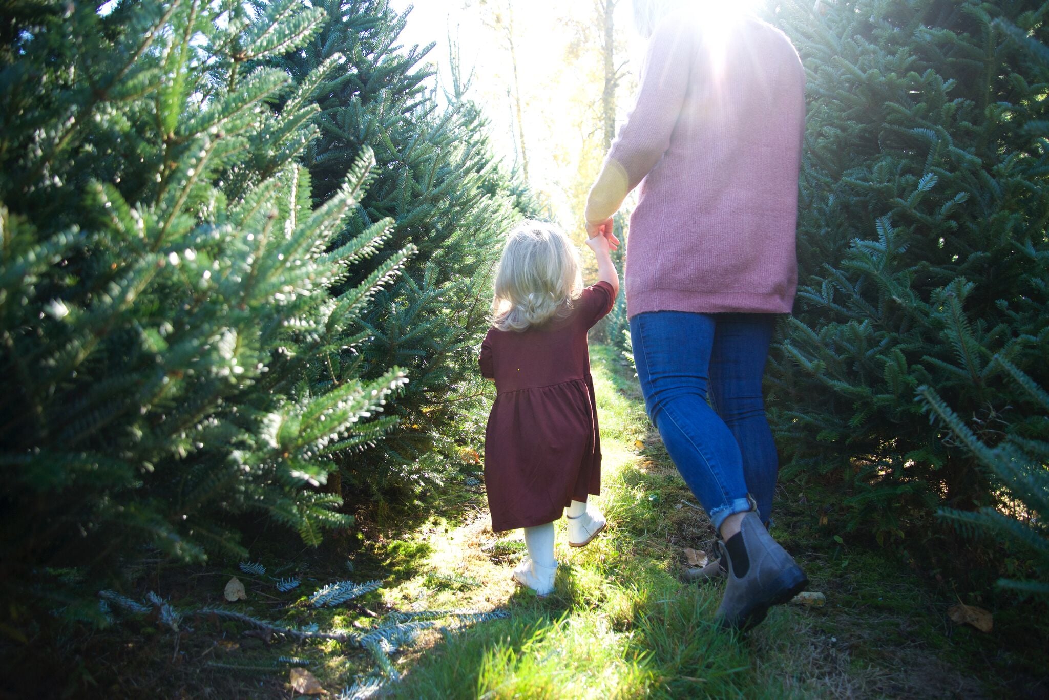 Bough & Branch Christmas Tree Farm | Abbotsford BC