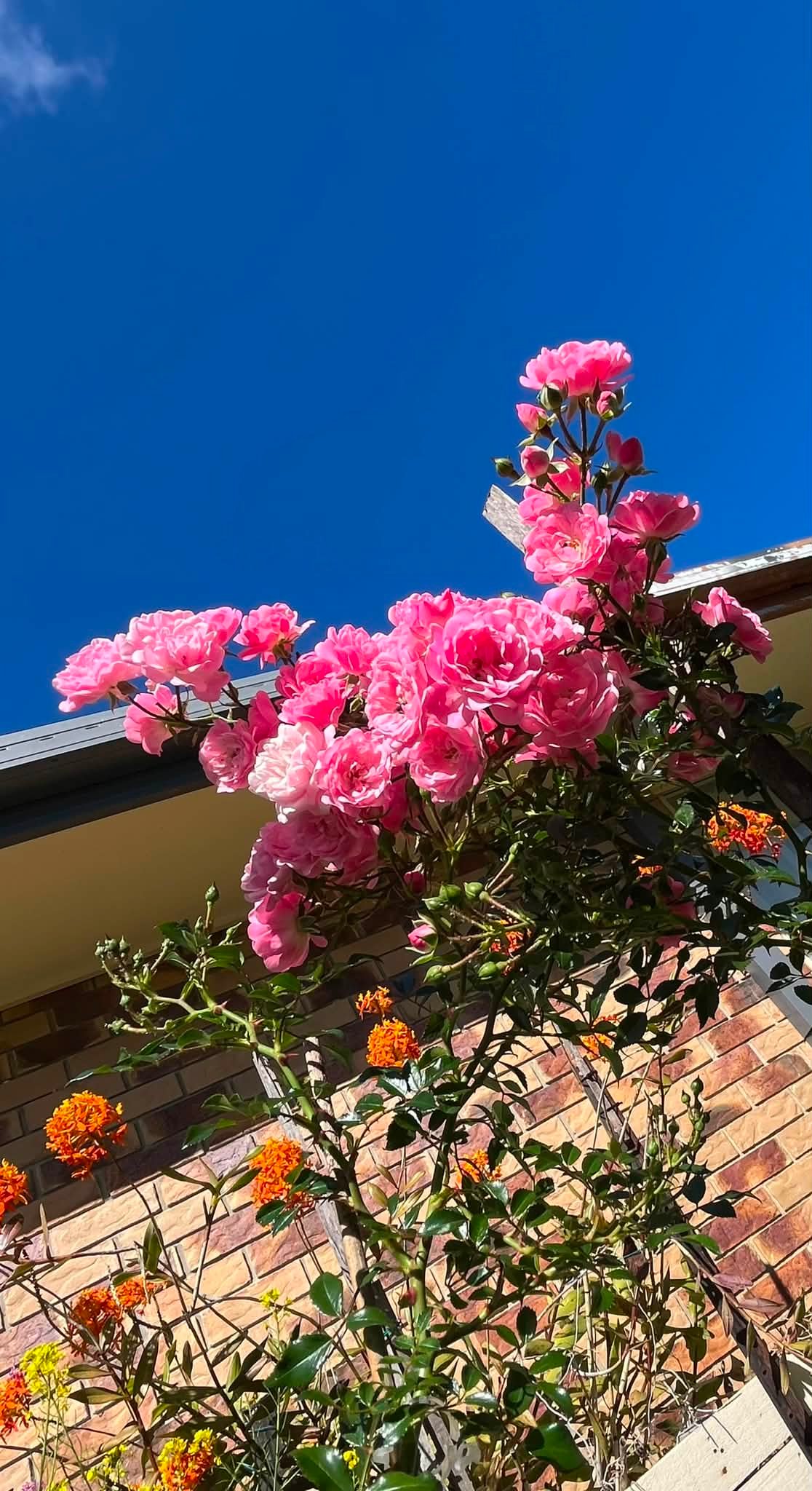 薔薇花開