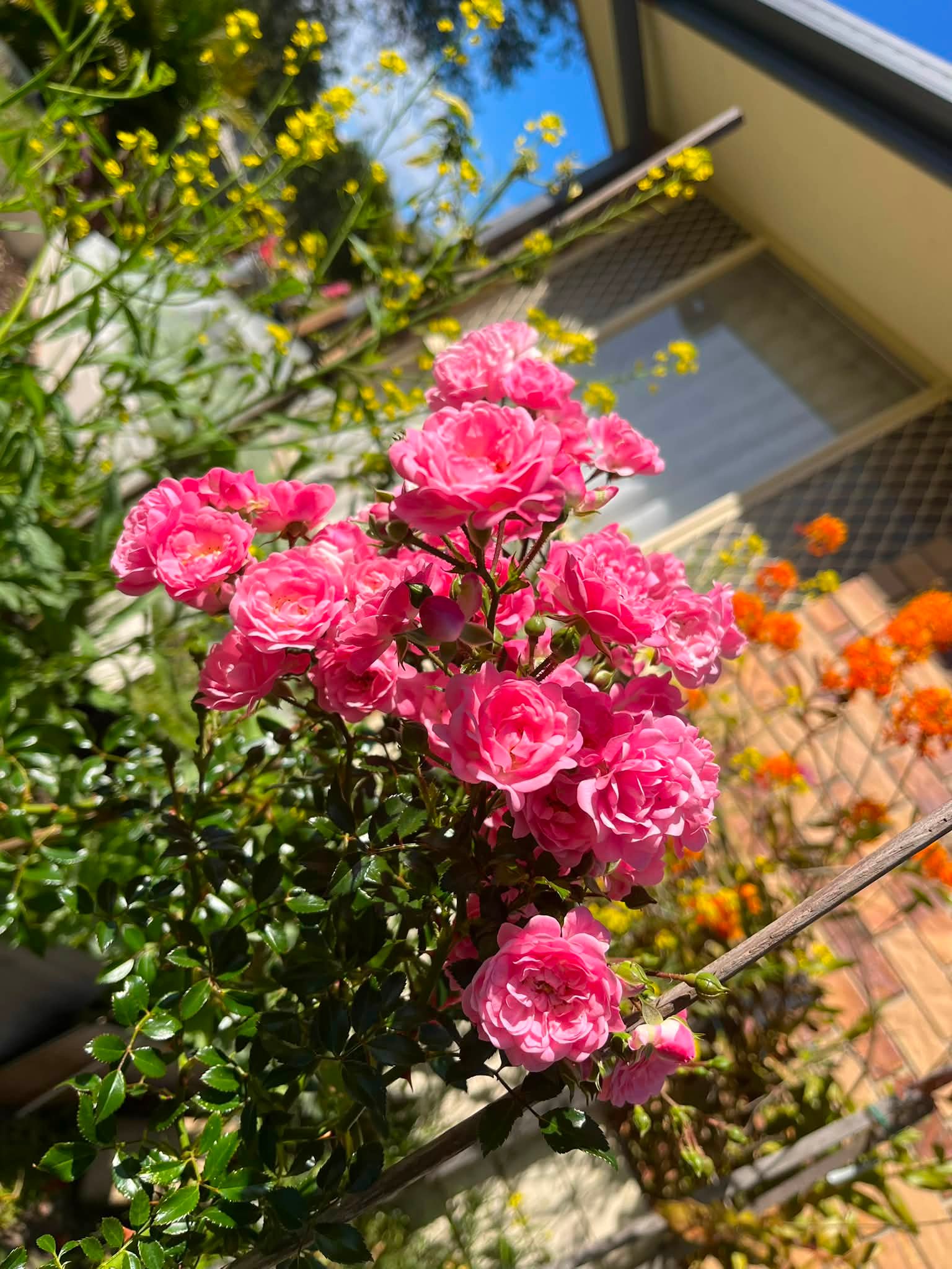 薔薇花開