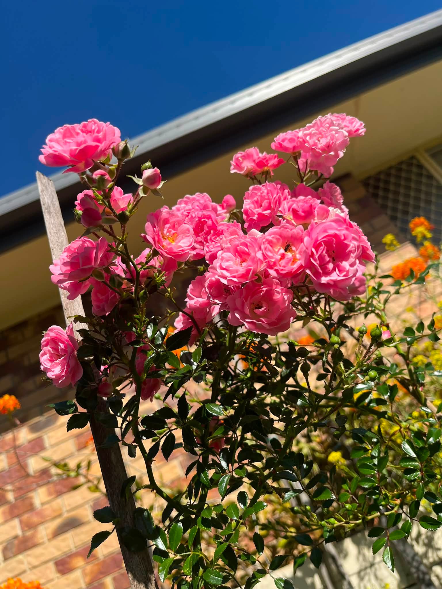 薔薇花開