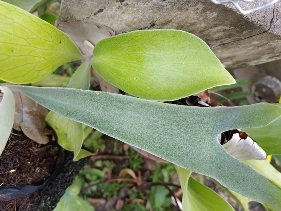 Identifying platycerium hillii and bifurcatum
