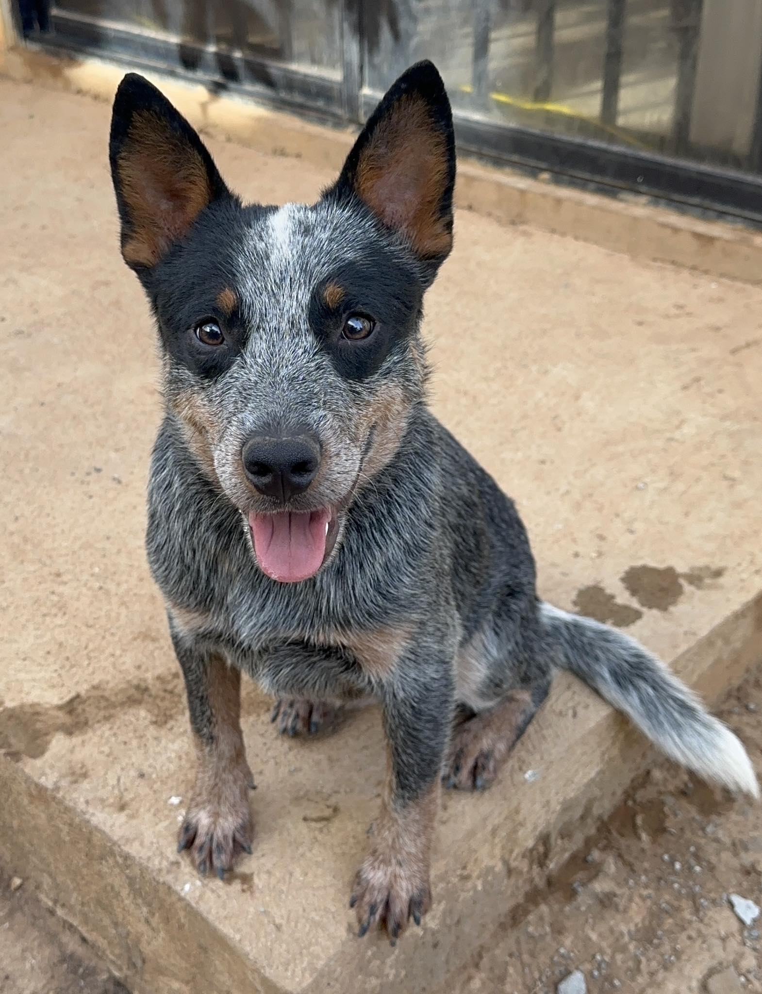 DOG LOVERS PHILIPPINES | PTPA Mag Tanong lng po sana kung may aso po ...