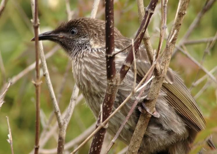 Native Birds in Australia | This little fella visited our garden | Facebook