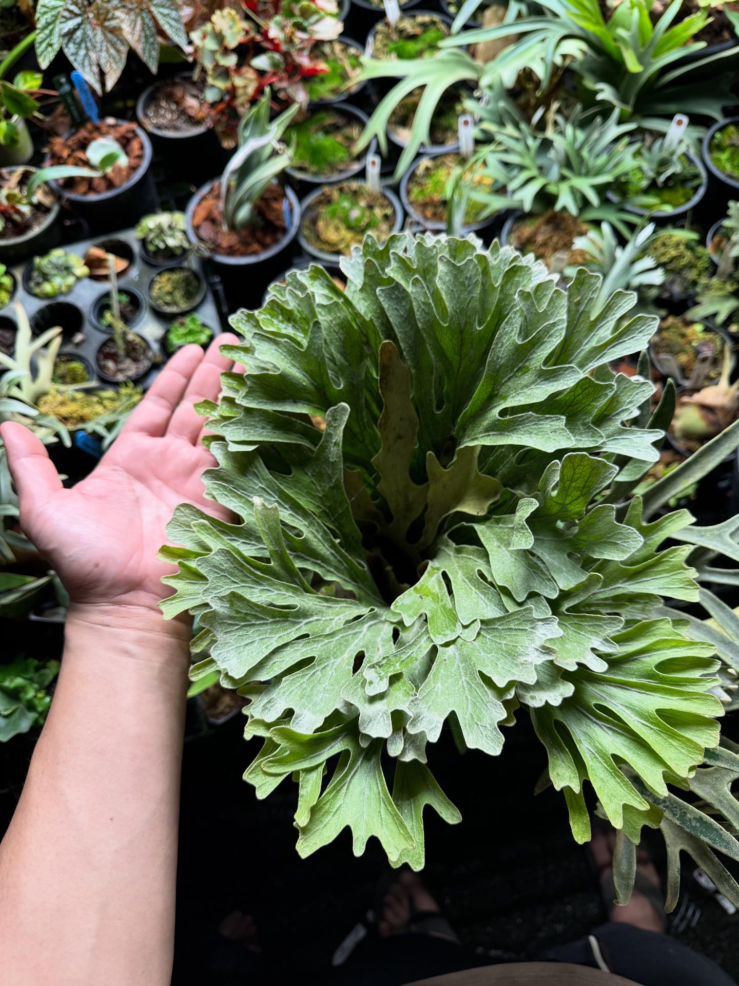 P.Willinckii ' Yellow Moon Dwarf'