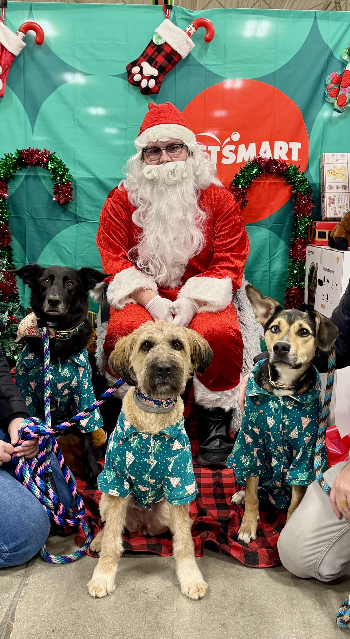 Merry Christmas from Dexter, Josie, and Luna!