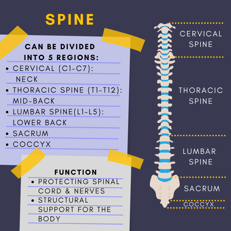 Let's learn the spinal column together! Think of it like a strong