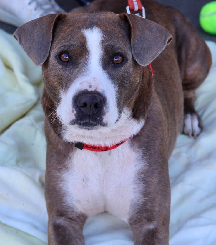 Our lovely girl Carma's puppies are 8... - Atlanta Lab Rescue