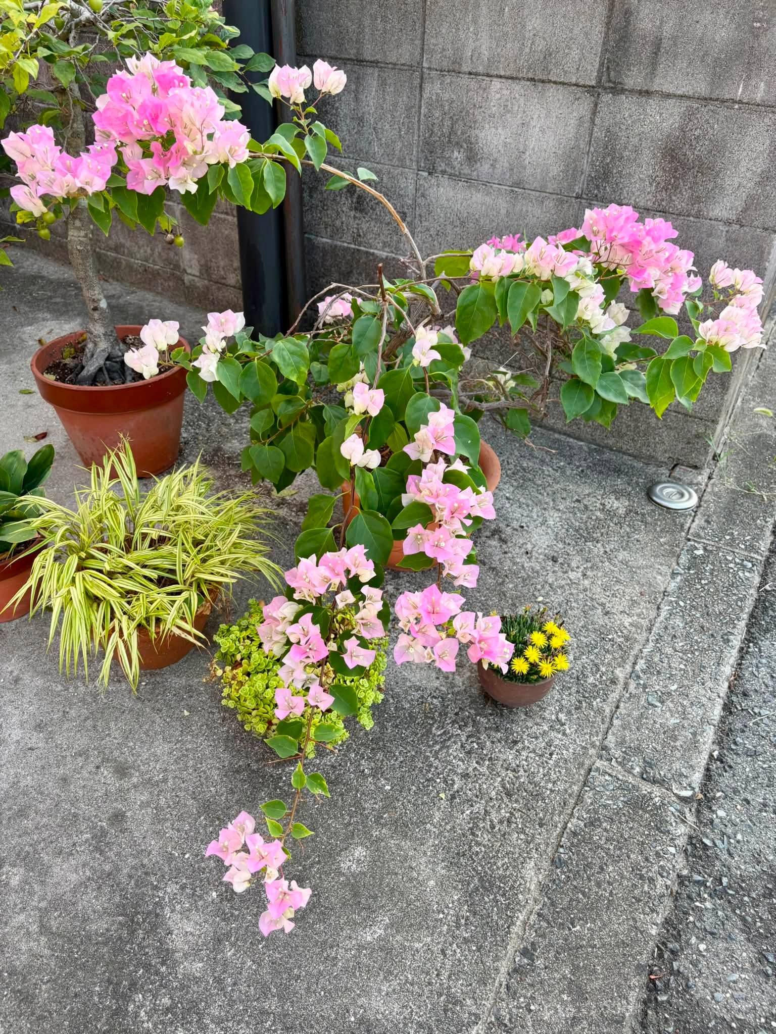 自宅の花々 iPhone16