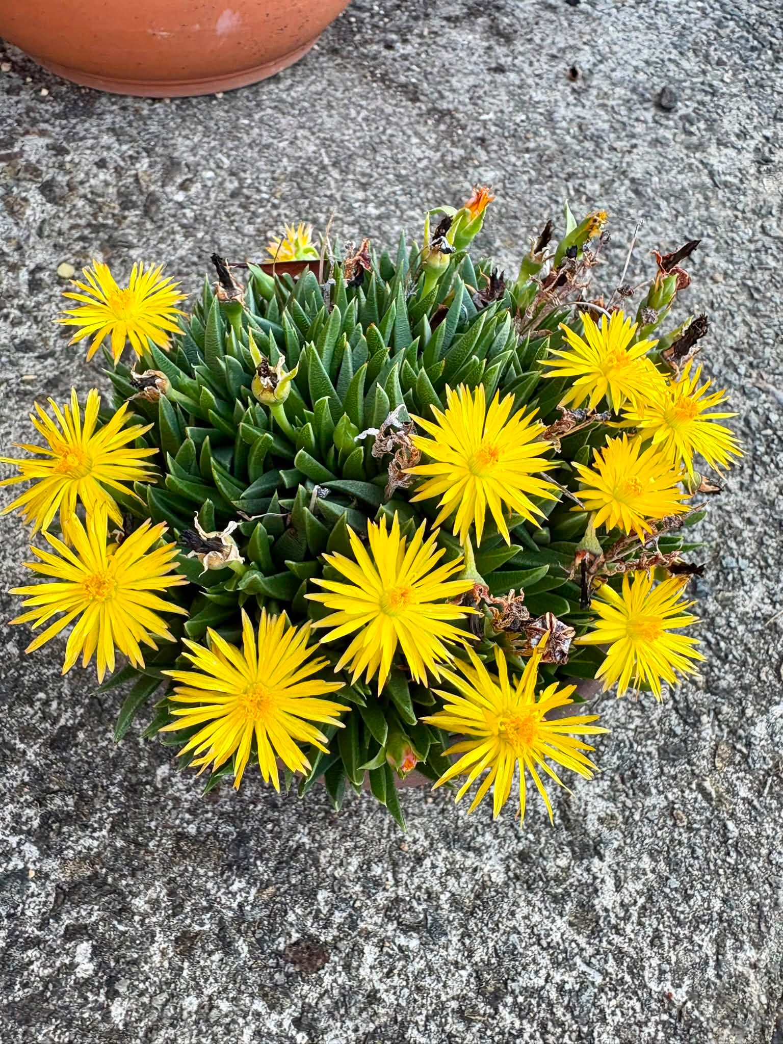 自宅の花々 iPhone16