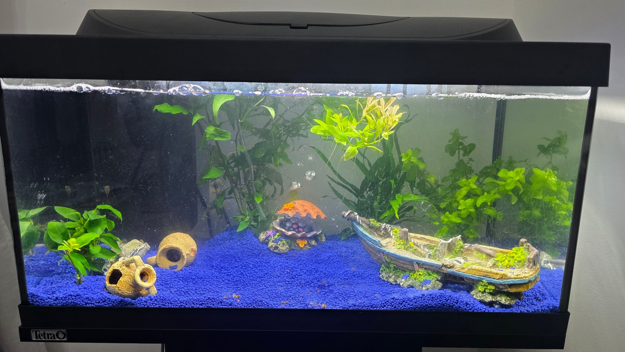 ACQUARIO CHE PASSIONE | Questo é il mio acquario in maturazione 54l ...