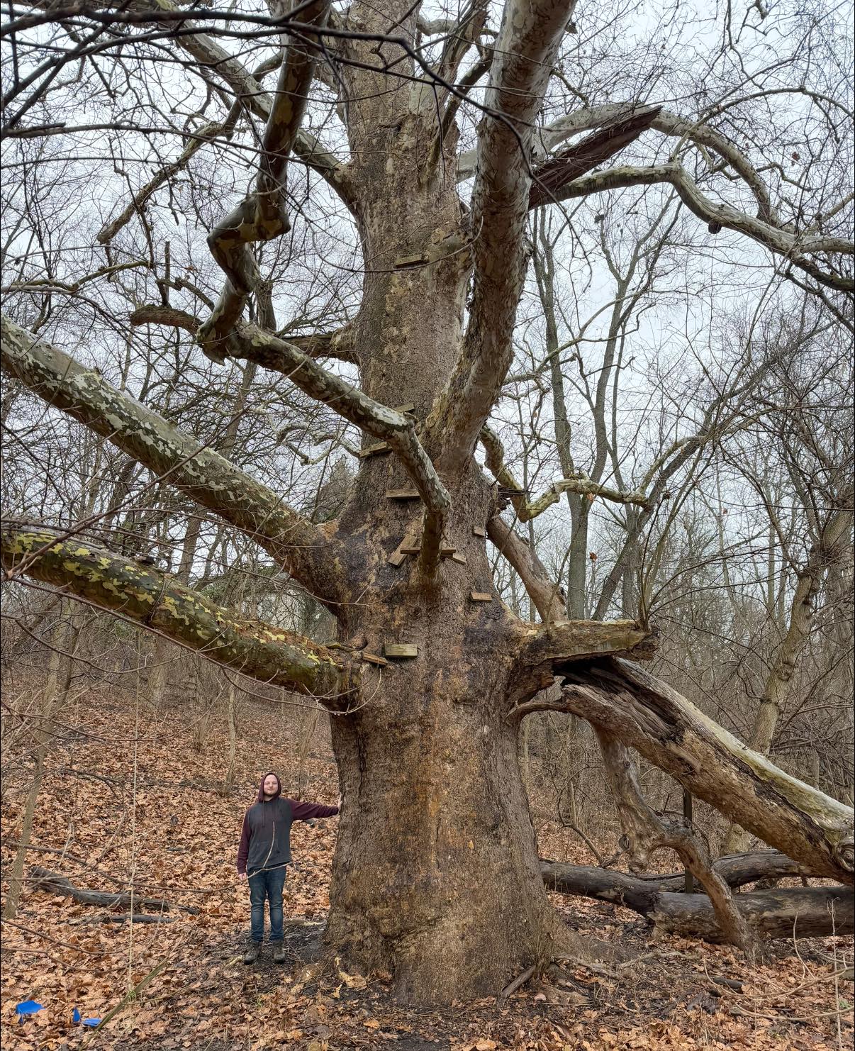 Giant American sycamore tree in Tuscarawas County