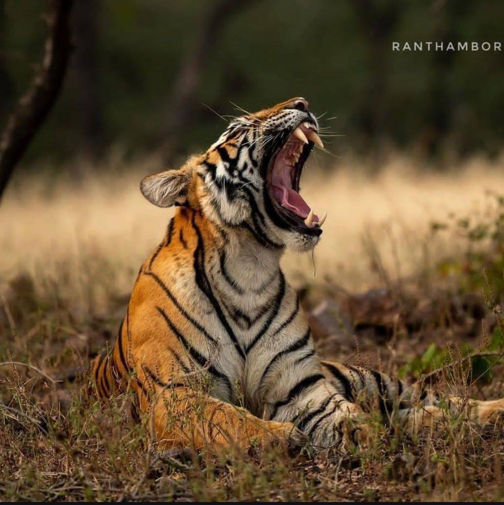 The Cutest Side of the Wild🐅 ️ A rare little glimpse into the curious ...