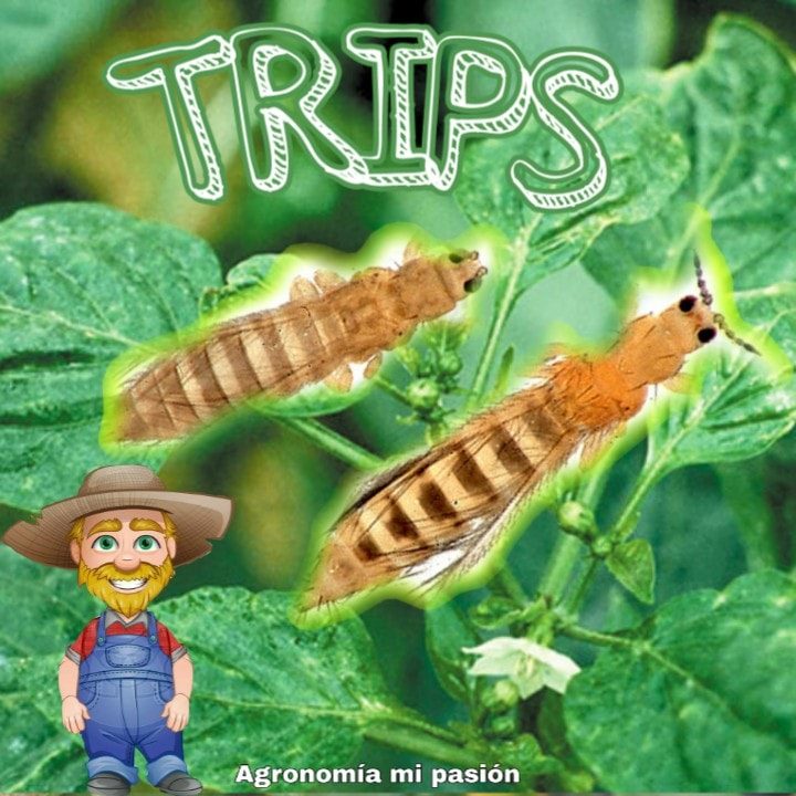 TRIPS- (Thysanoptera: Thripidae)... - Agronomía ''Mi Pasión'' | Facebook