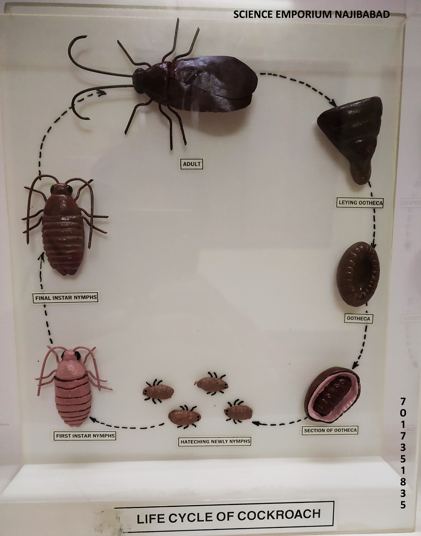Life Cycle of Cockroach... - Science Emporium