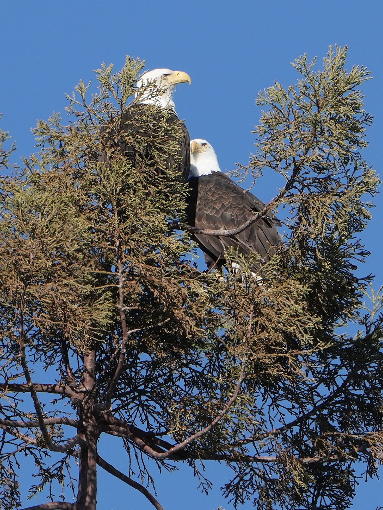 Love birds spotted in Lakeport, CA