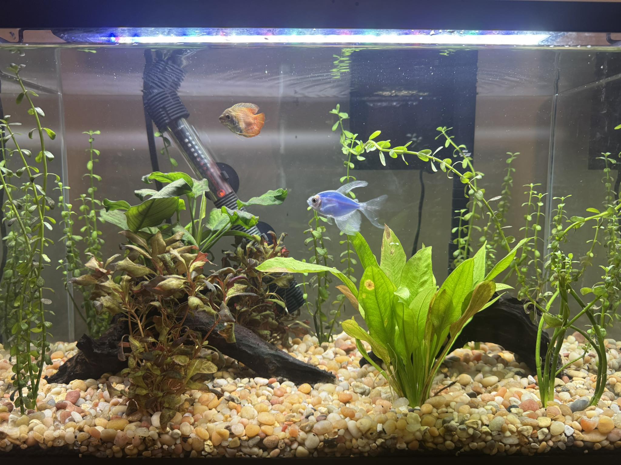 Fresh Water & aquarium fish | Hello everyone!! This is my one of 10G ...